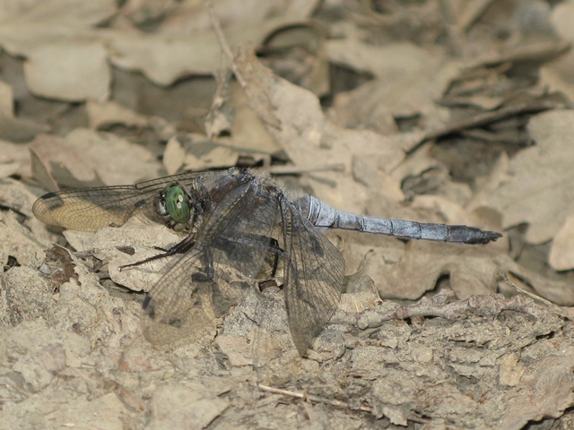 Orthetrum cancellatum, maschio