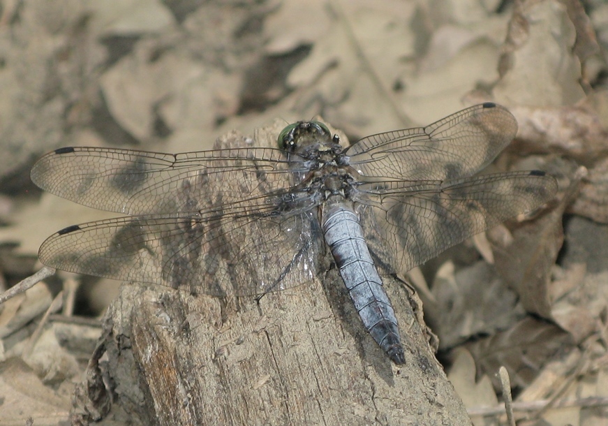 Orthetrum cancellatum, maschio