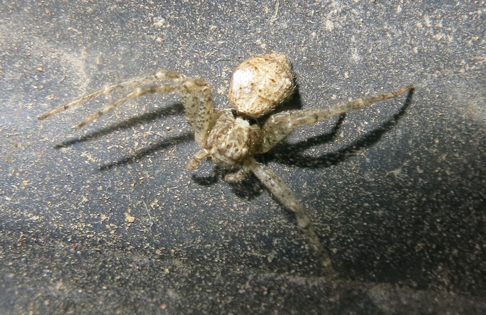 Philodromidae ?  No, Thomisidae: Tmarus sp. - Acquapendente (VT)