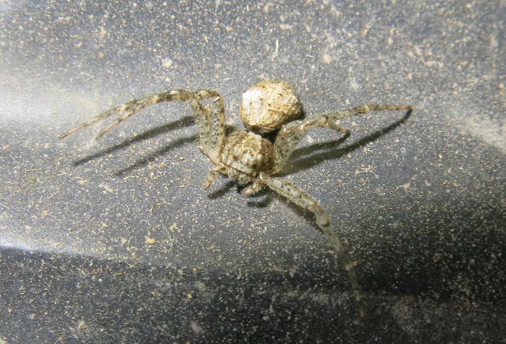 Philodromidae ?  No, Thomisidae: Tmarus sp. - Acquapendente (VT)