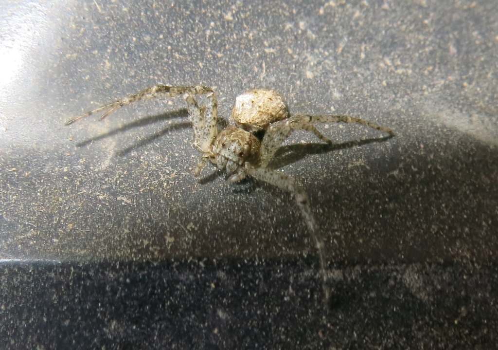 Philodromidae ?  No, Thomisidae: Tmarus sp. - Acquapendente (VT)