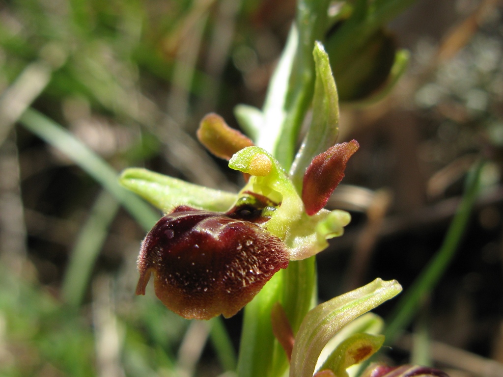 Orchidea da determinare