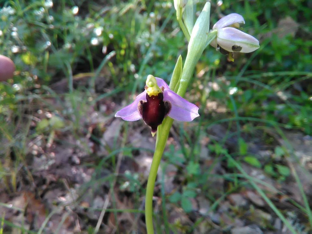 Ophrys apifera var. fulvorubra?