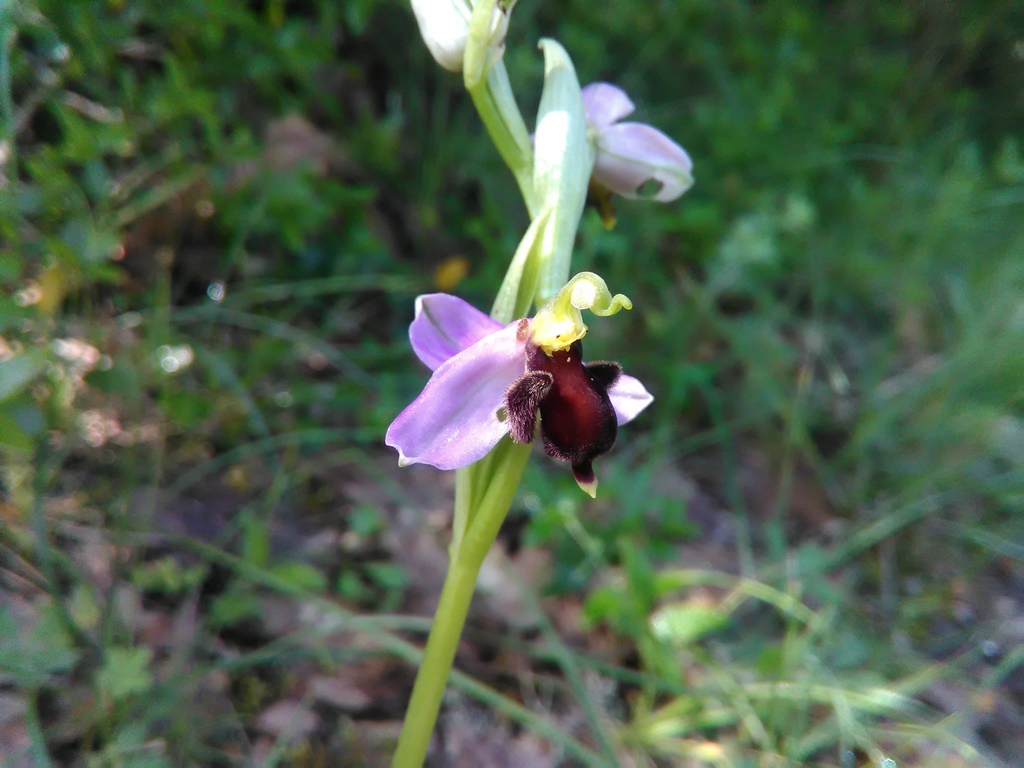 Ophrys apifera var. fulvorubra?