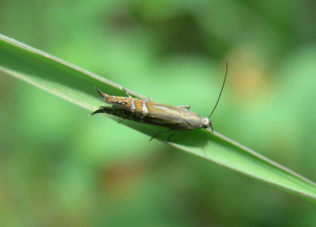 Glyphipterigidae - Glyphipterix thrasonella? S