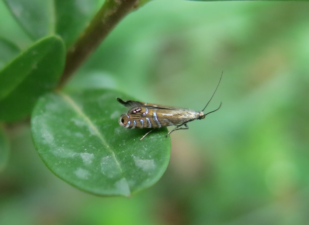 Glyphipterigidae - Glyphipterix thrasonella? S