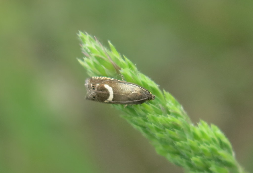 Altro Glyphipterigidae?