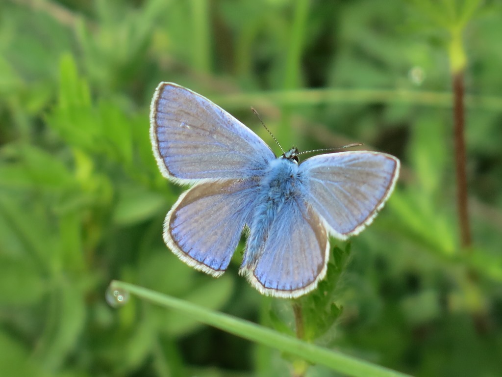 Lycaenidae da determinare: Polyommatus sp.