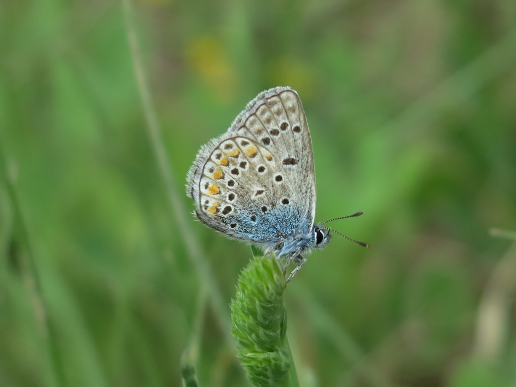 Lycaenidae da determinare: Polyommatus sp.