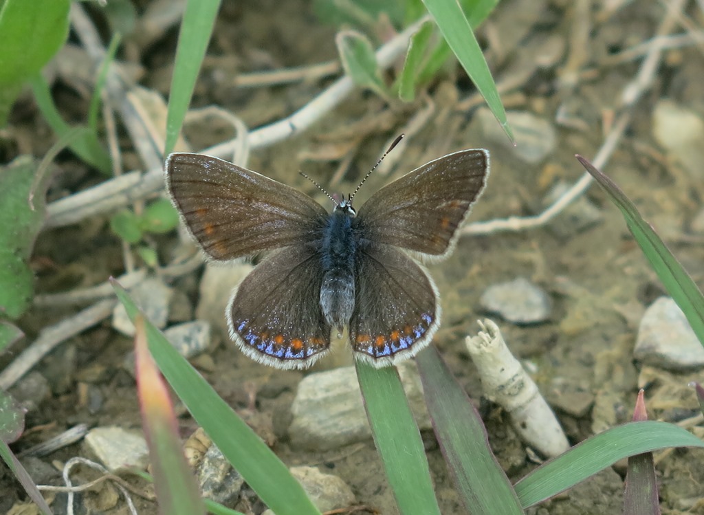 Lycaenidae da determinare 2: femmina di Polyommatus sp.