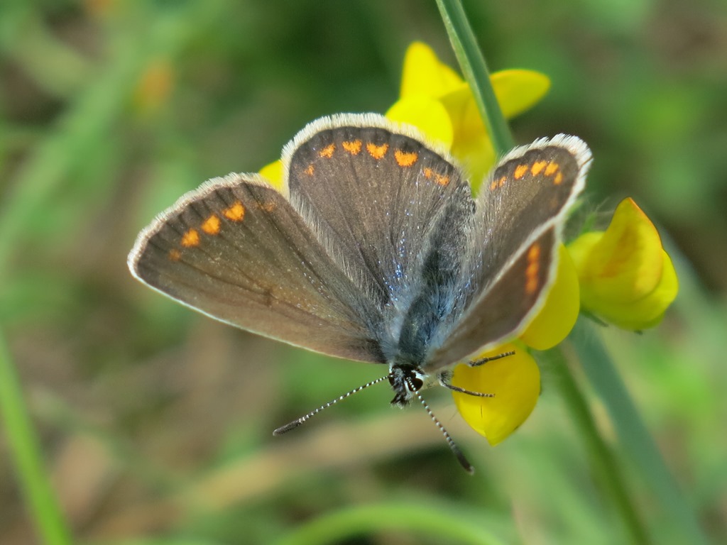 Lycaenidae da determinare 3: Polyommatus (Polyommatus) icarus