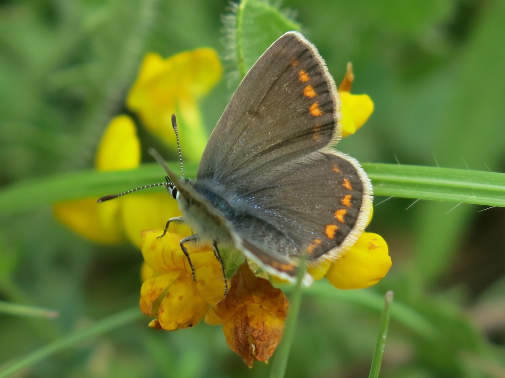 Lycaenidae da determinare 3: Polyommatus (Polyommatus) icarus