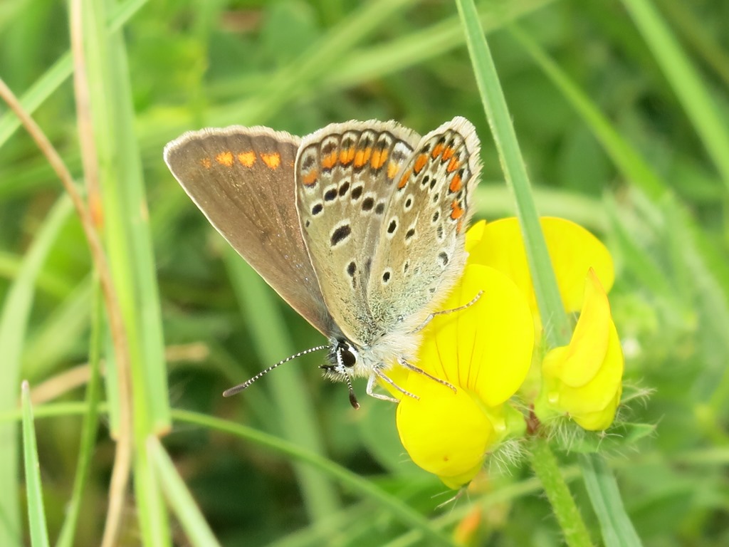 Lycaenidae da determinare 3: Polyommatus (Polyommatus) icarus