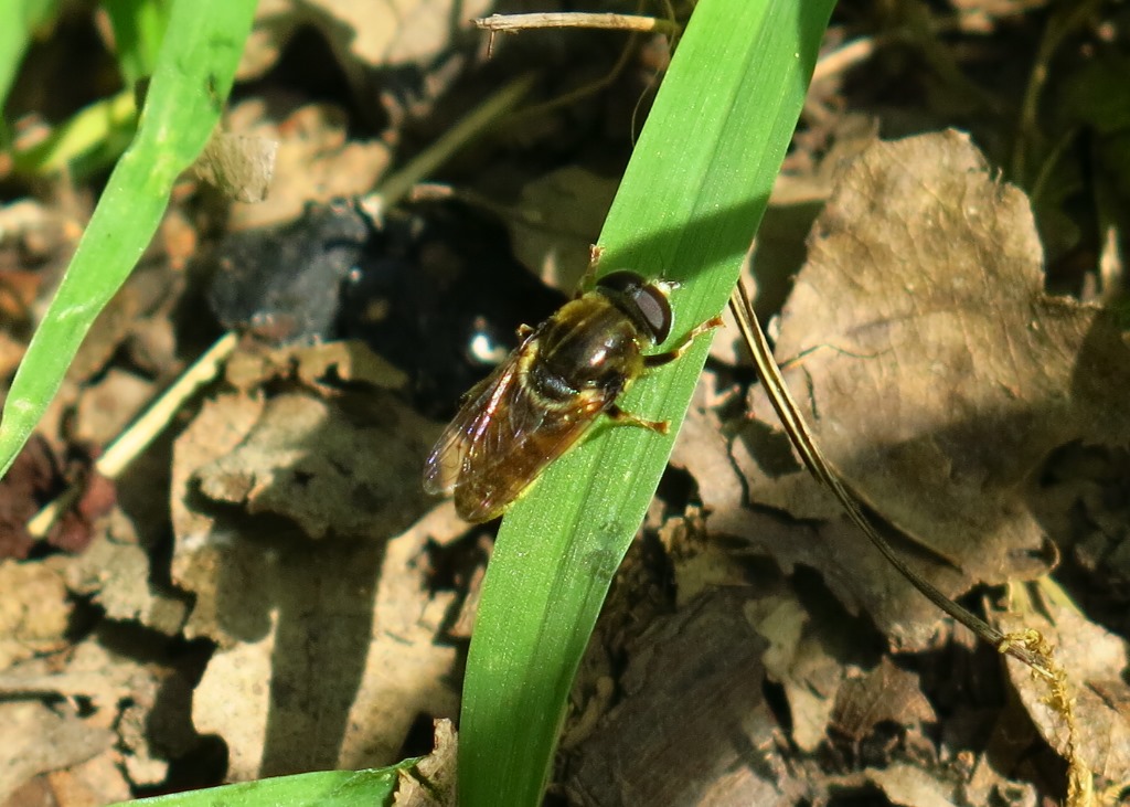 Syrphidae:  Merodon sp., maschio