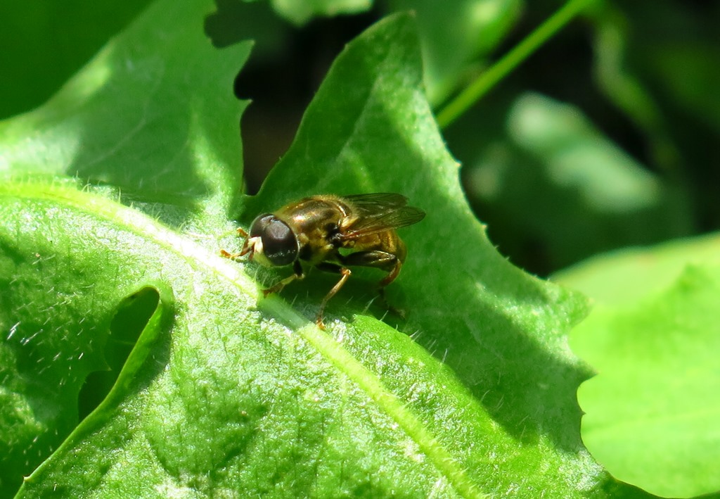 Syrphidae:  Merodon sp., maschio