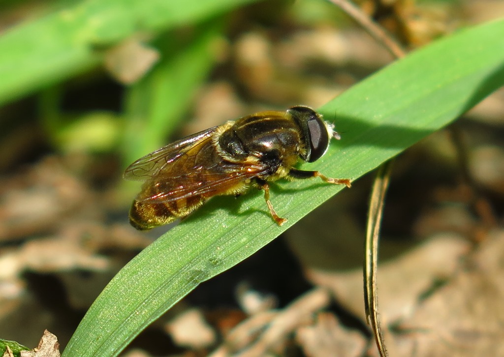 Syrphidae:  Merodon sp., maschio