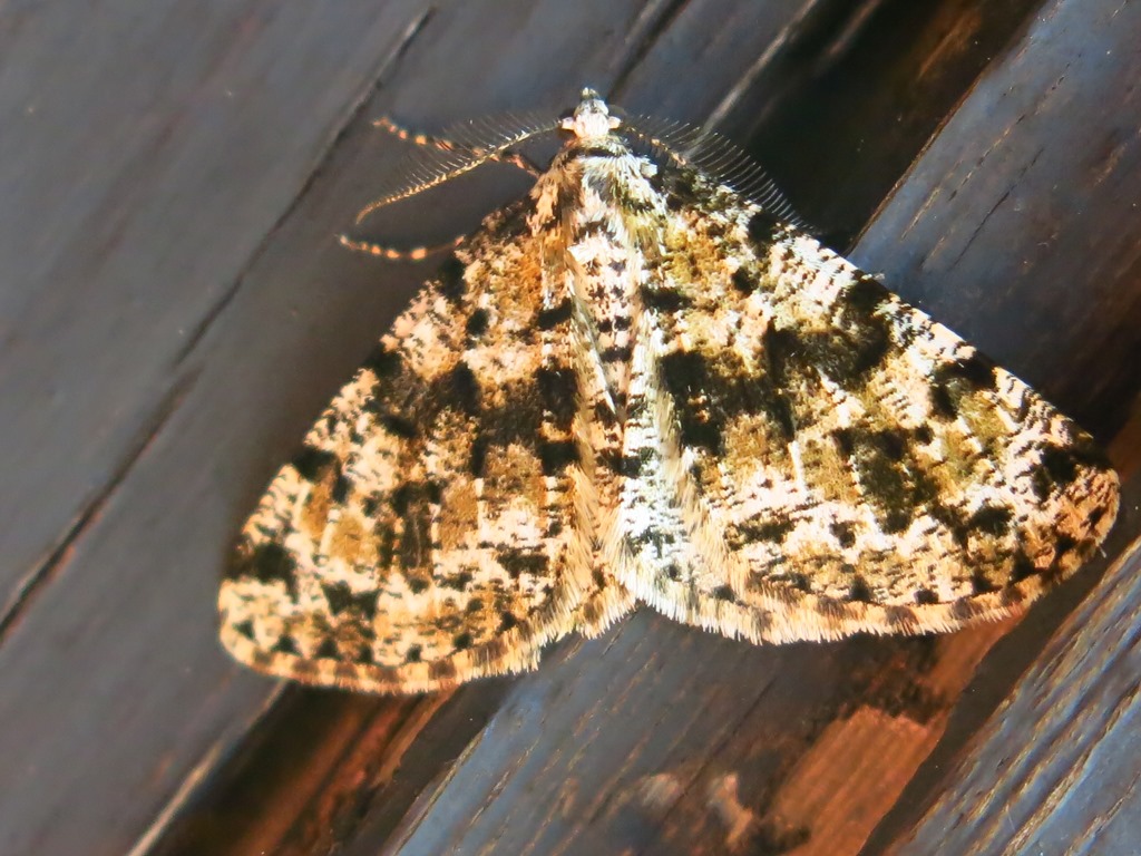 Geometridae - Fagivorina arenaria? S !