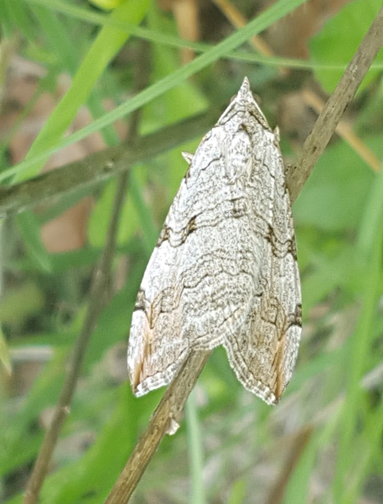 Geometridae - quale Aplocera?