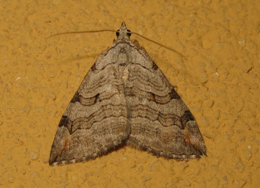 Geometridae - quale Aplocera?