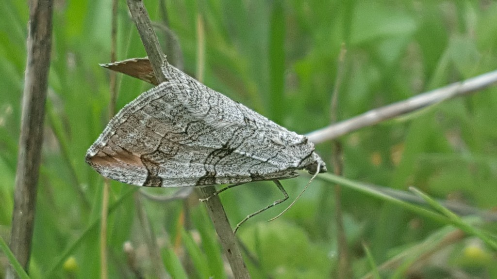 Geometridae - quale Aplocera?