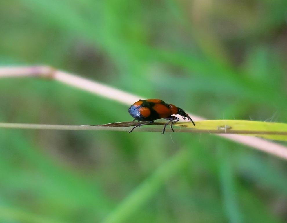 Carabidae - Lebia cruxminor?  S !