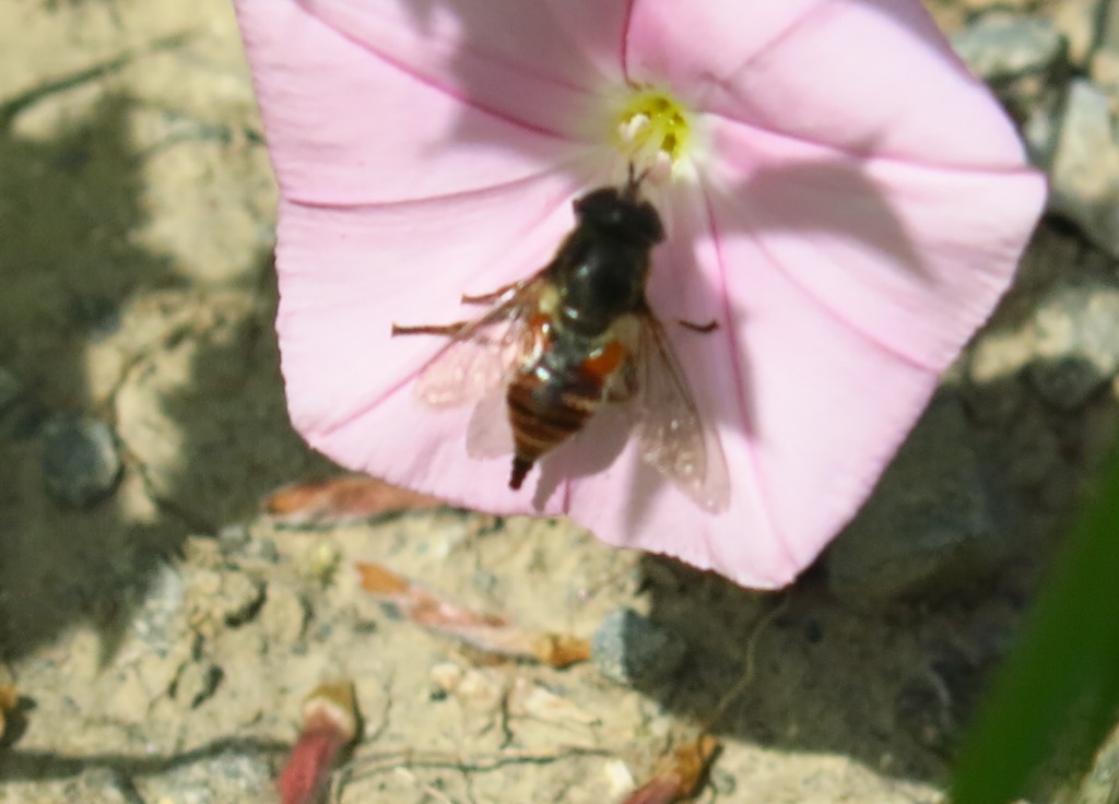 Syrphidae:  Merodon cfr. genicolatus , femmina