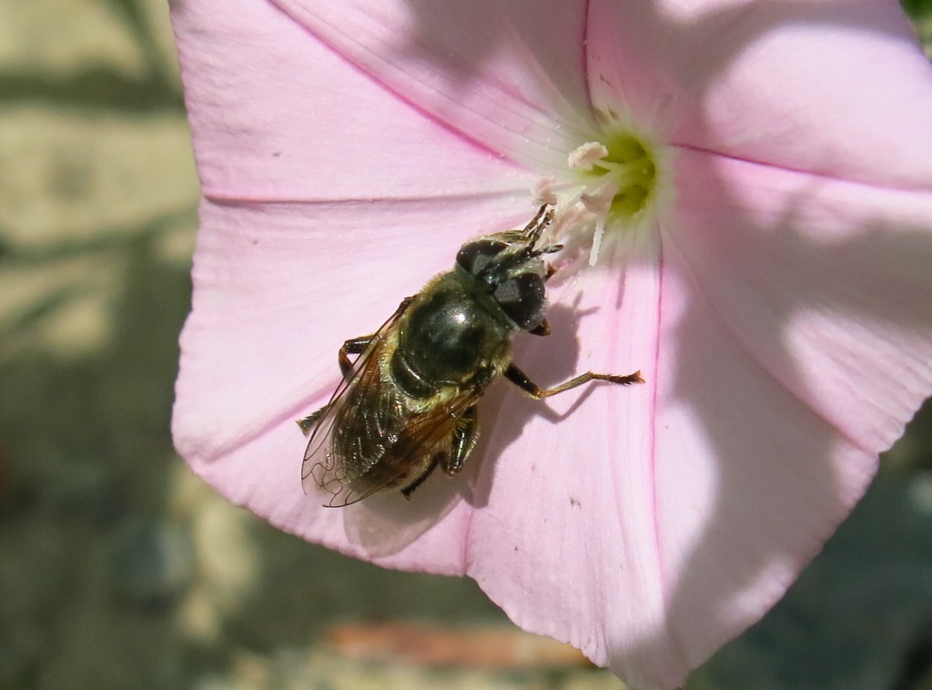 Syrphidae:  Merodon cfr. genicolatus , femmina