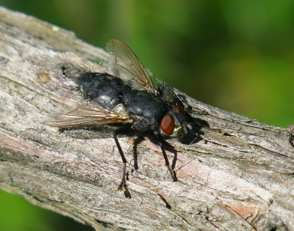 Sarcophagidae: Sarcophaga sp., maschio (cfr.)