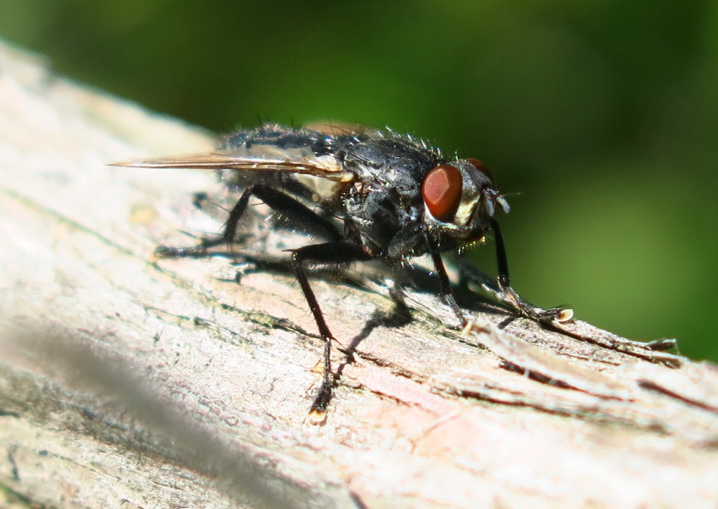 Sarcophagidae: Sarcophaga sp., maschio (cfr.)