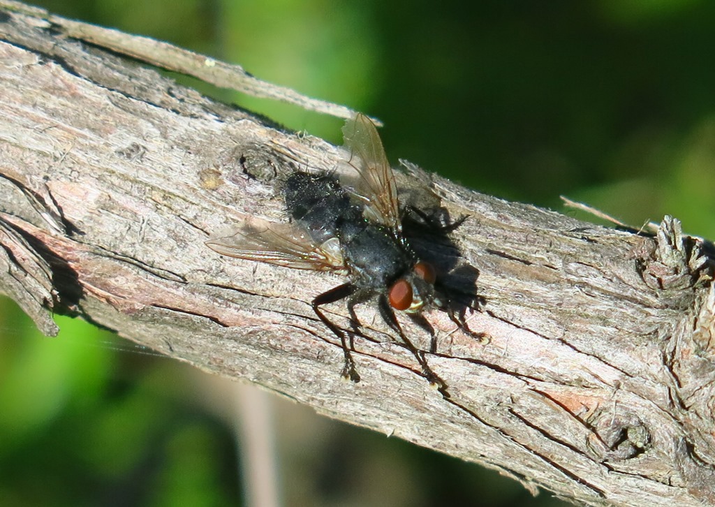 Sarcophagidae: Sarcophaga sp., maschio (cfr.)