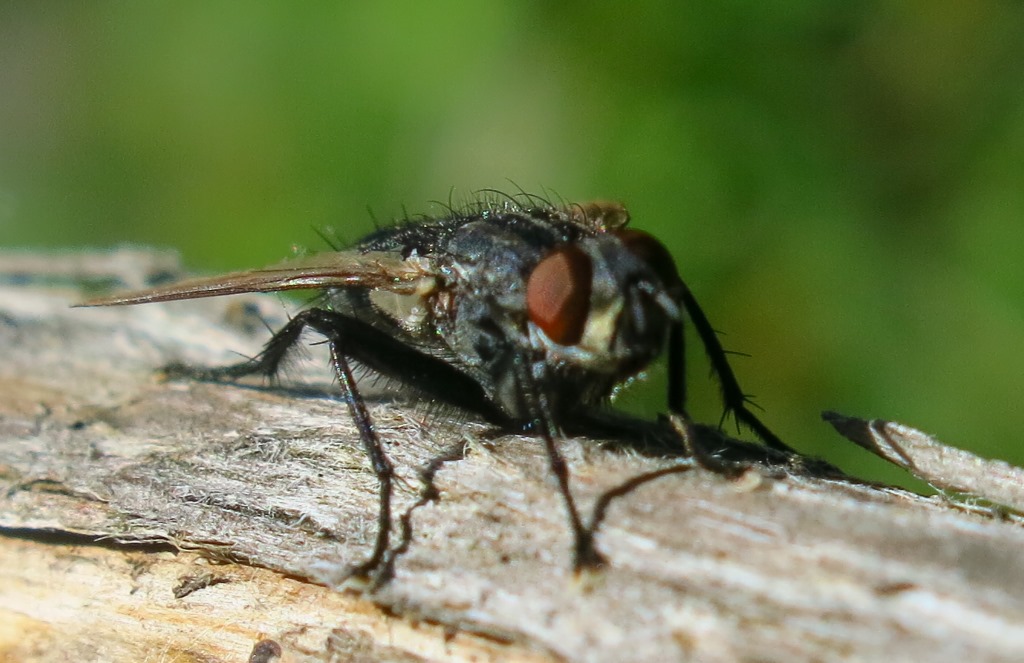 Sarcophagidae: Sarcophaga sp., maschio (cfr.)