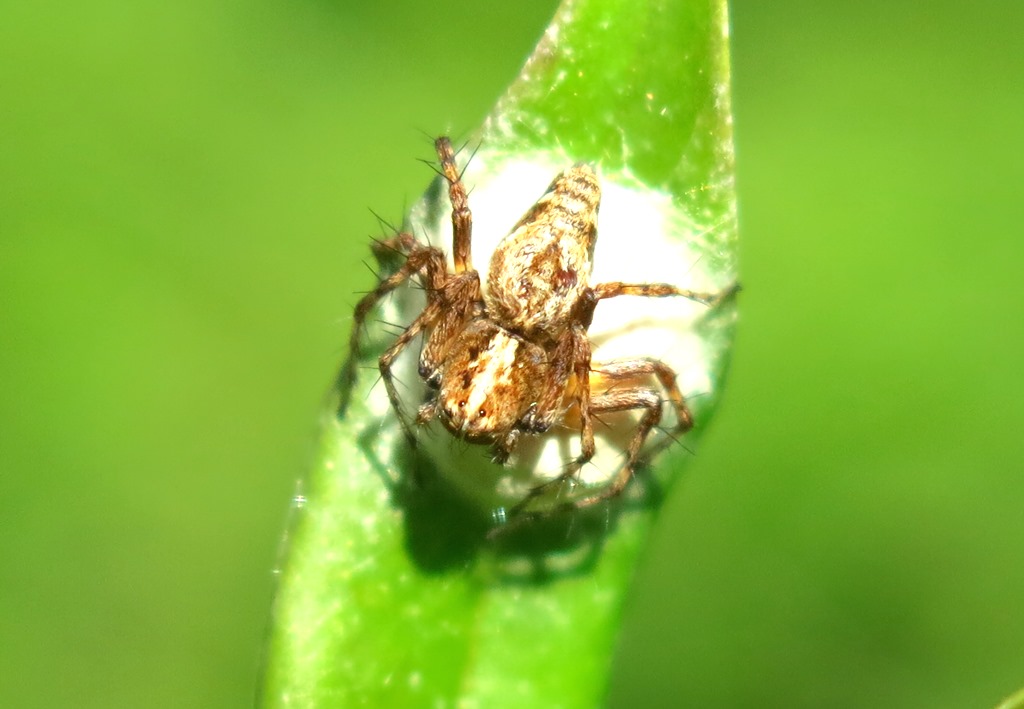 Oxyopidae - Oxyopes ramosus?  S - Acquapendente (VT)