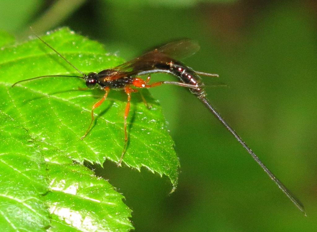 Ichneumonidae - Rhyssella approximator?