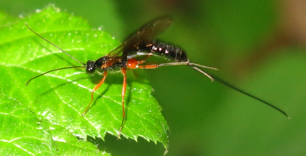 Ichneumonidae - Rhyssella approximator?