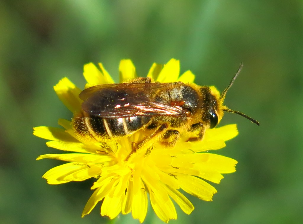 Andrenidae da determinare