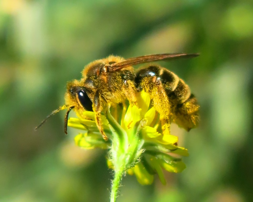 Andrenidae da determinare