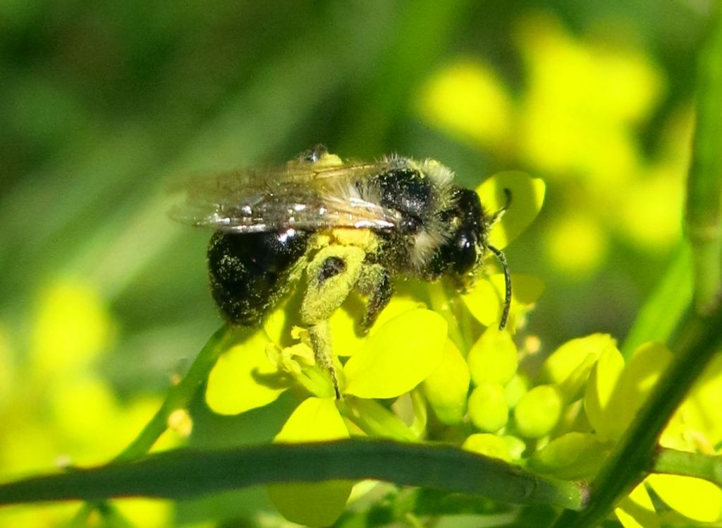 Andrena bicolorata?