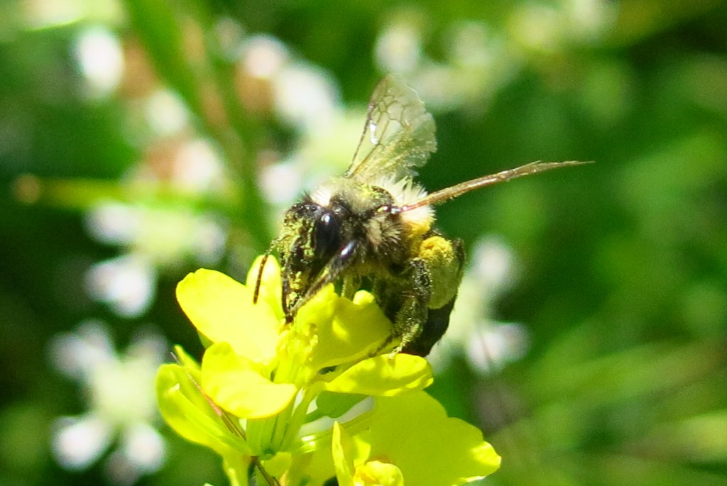 Andrena bicolorata?