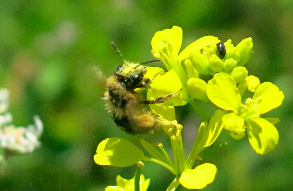 Andrena bicolorata?