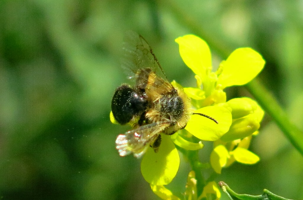 Andrena bicolorata?