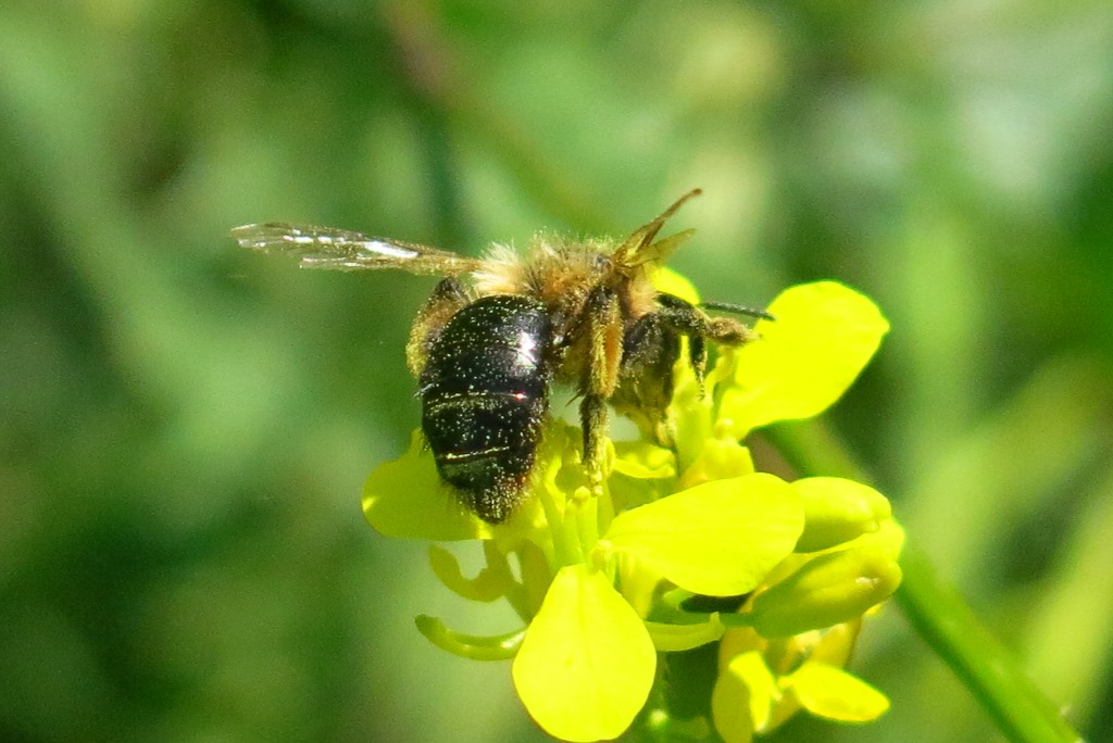 Andrena bicolorata?