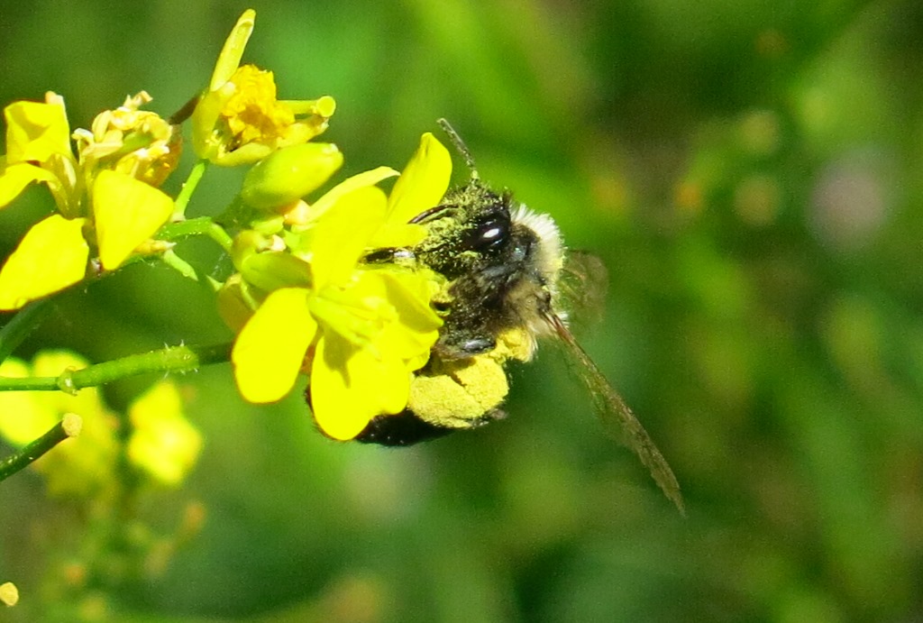 Andrena bicolorata?