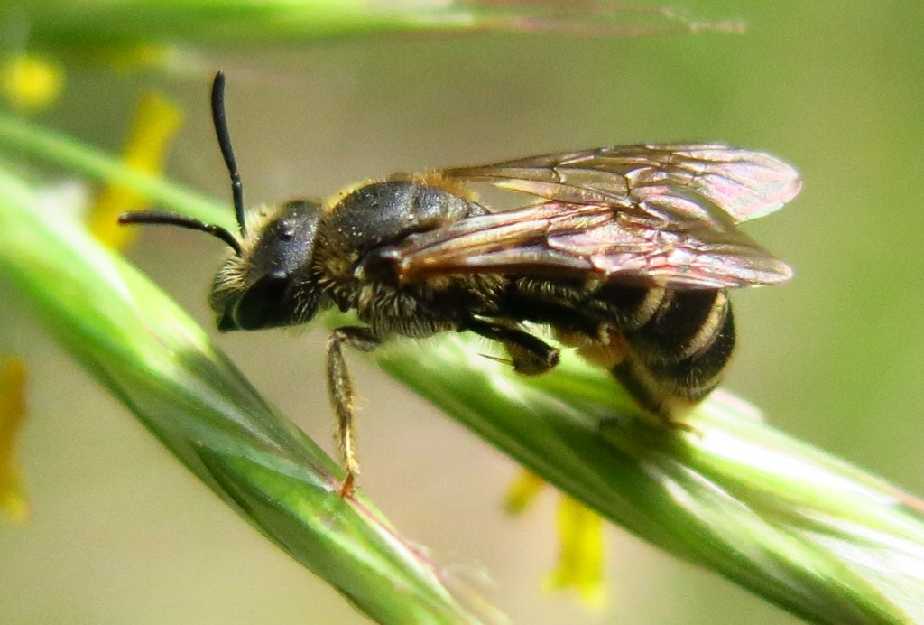 Halictidae da determinare