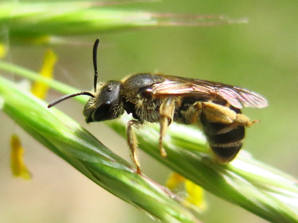 Halictidae da determinare