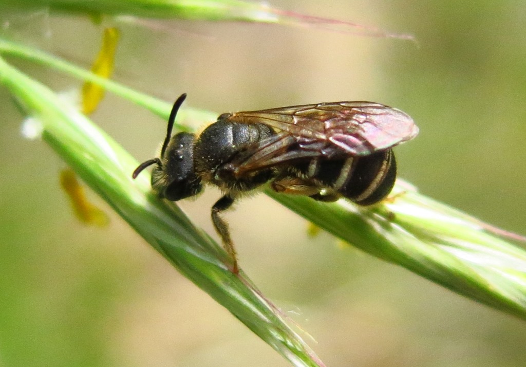 Halictidae da determinare