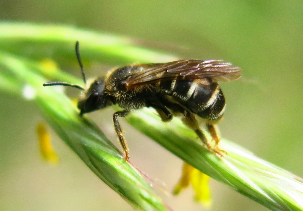 Halictidae da determinare