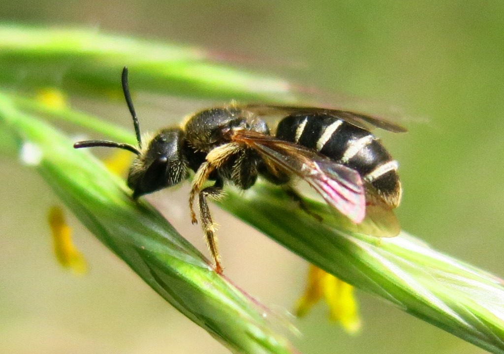 Halictidae da determinare