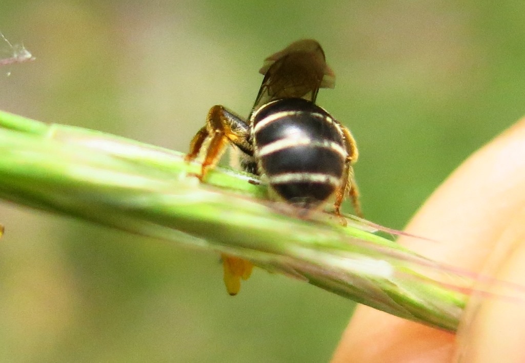 Halictidae da determinare