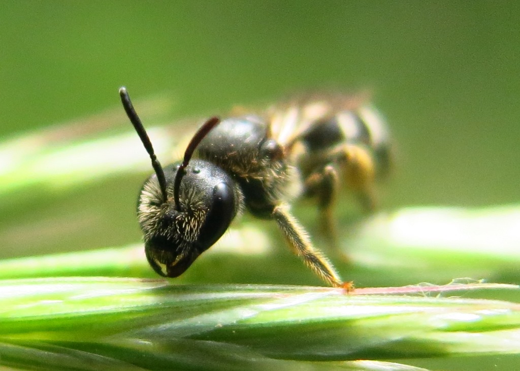 Halictidae da determinare