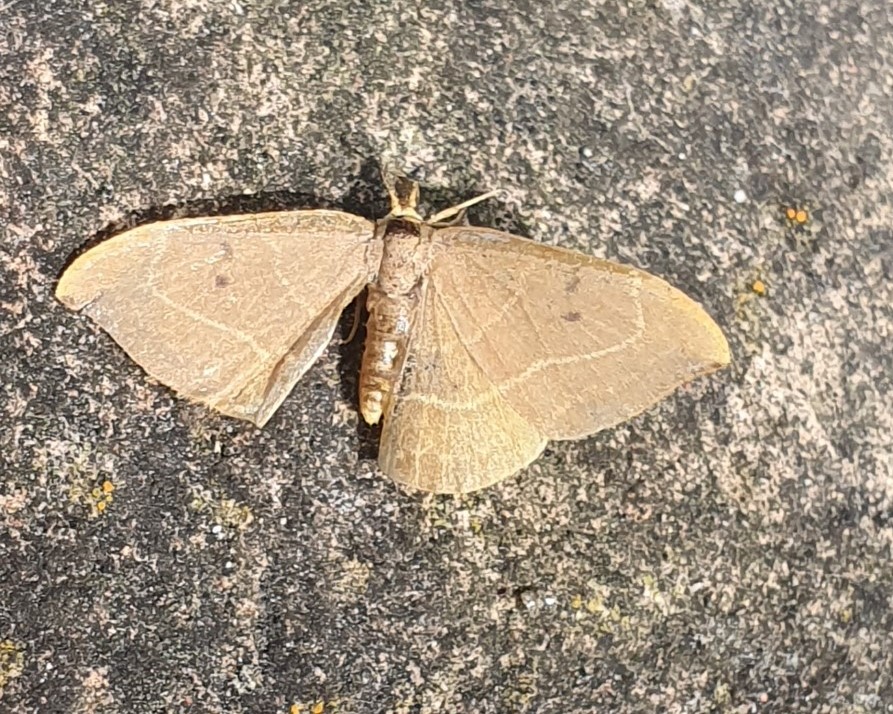 Watsonalla uncinula (Drepanidae) da confermare